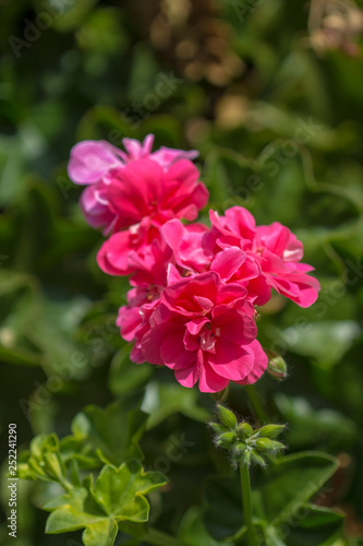 flowering  pelargonium background