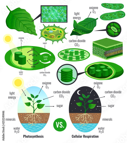 Biological Photosynthesis Infographic Elements photo