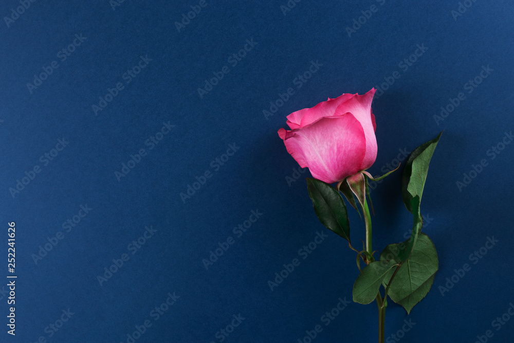 Beautiful pink rose on blue background. Top view Beautiful pink rose on blue background. Top view