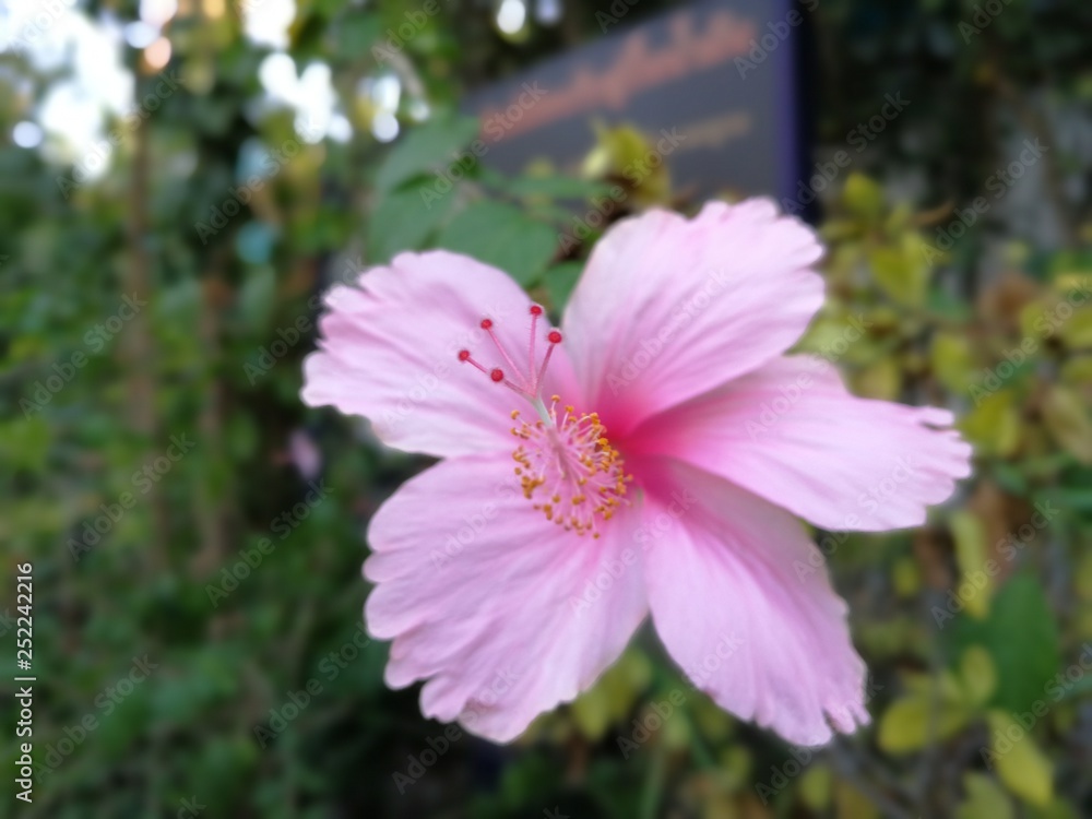 Obraz premium A single pink hibiscus in the outdoor garden 