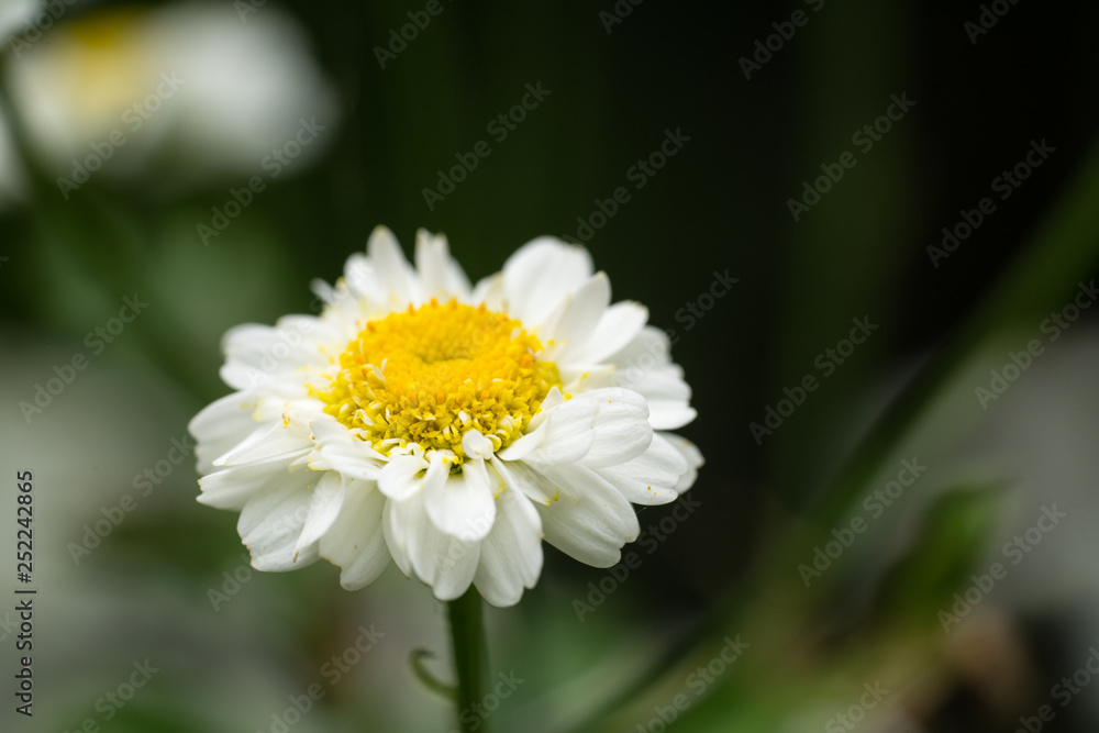Chamomile close-up, selective focus, macro photo. And copy space Chamomile close-up, selective focus, macro photo. And copy space