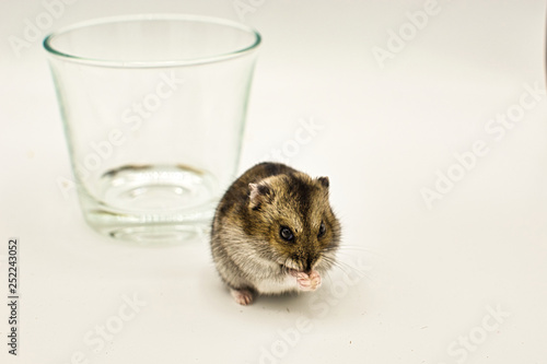 russian female hamster and glass photo