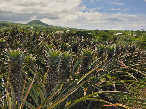 Pineapple plantation on tropical island © Galdric