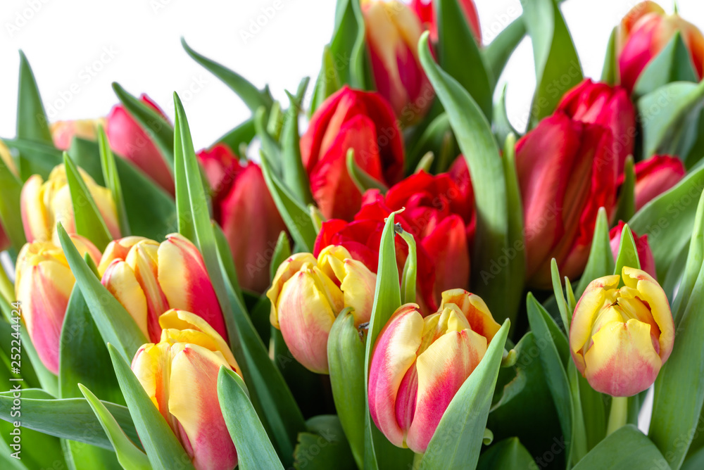 Flowering tulips, spring background with flowers, macro Flowering tulips, spring background with flowers, macro