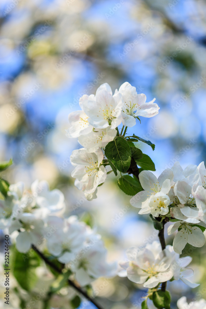 spring tree with flowers spring tree with flowers