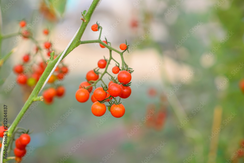 Beautiful tomatoes on the tree with  backdrop of the sunlight. (Lycopersicon esculentum Mill.)