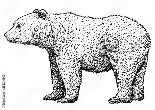 Brown bear illustration, drawing, engraving, ink, line art, vector