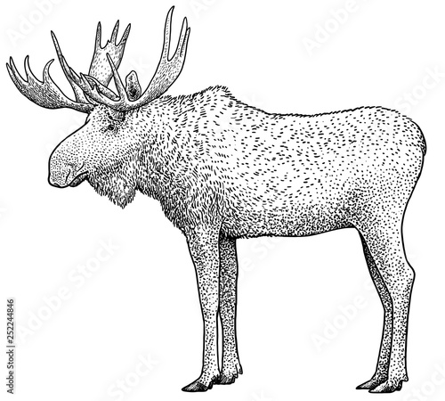 Moose illustration, drawing, engraving, ink, line art, vector