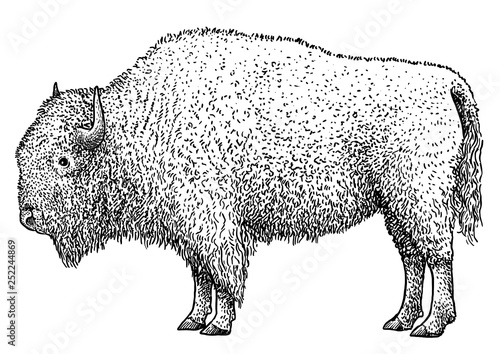 Bison illustration, drawing, engraving, ink, line art, vector