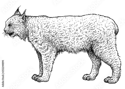 Canadian lynx illustration, drawing, engraving, ink, line art, vector