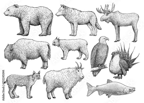North American animals collection, illustration, drawing, engraving, ink, line art, vector