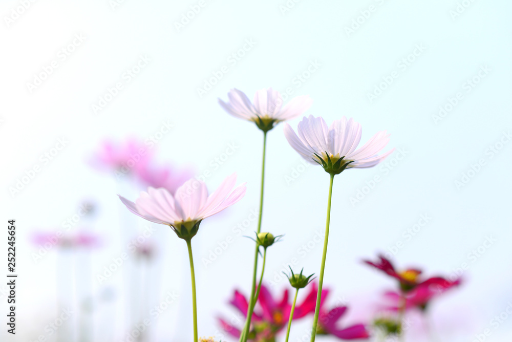 Beautiful pink sulfur cosmos flower with sky. Selective focus.