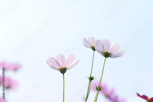 Beautiful pink sulfur cosmos flower with sky. Selective focus.