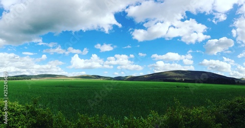 green field and blue sky