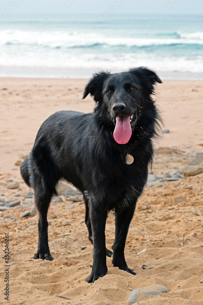 Young labrador at the beach