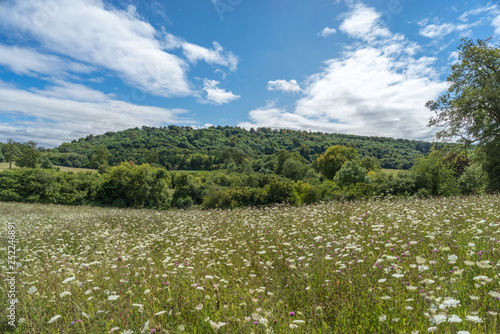 summer landscape with wildflowers and hills with blue sky and light cloud