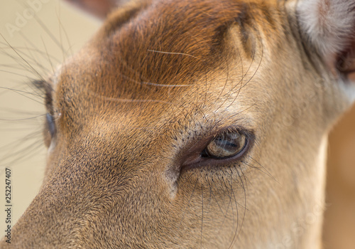 close up of a deers eye