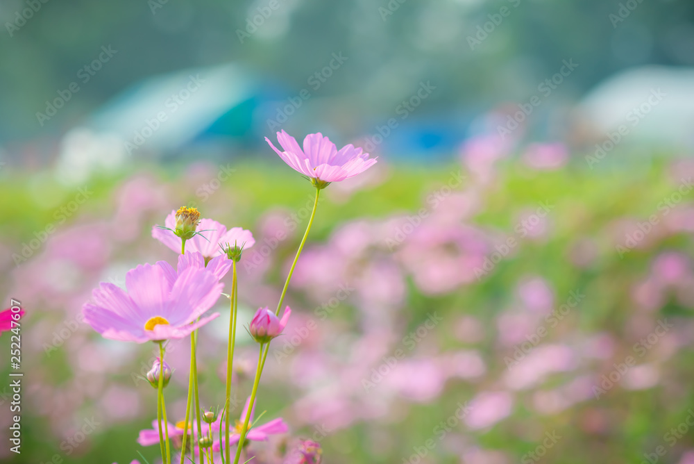 Beautiful pink sulfur cosmos flower. Selective focus. Beautiful pink sulfur cosmos flower. Selective focus.