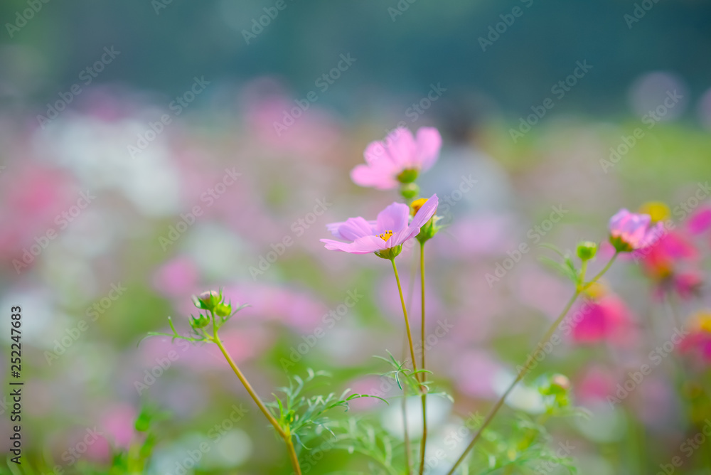 Beautiful pink sulfur cosmos flower. Selective focus.
