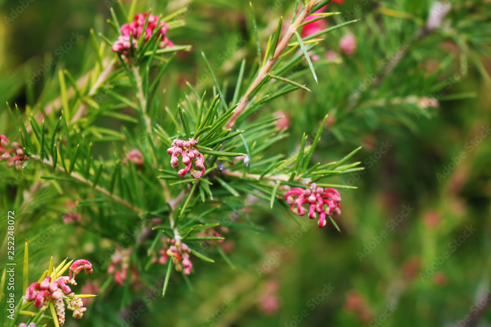 Young branch of spruce tree Young branch of spruce tree