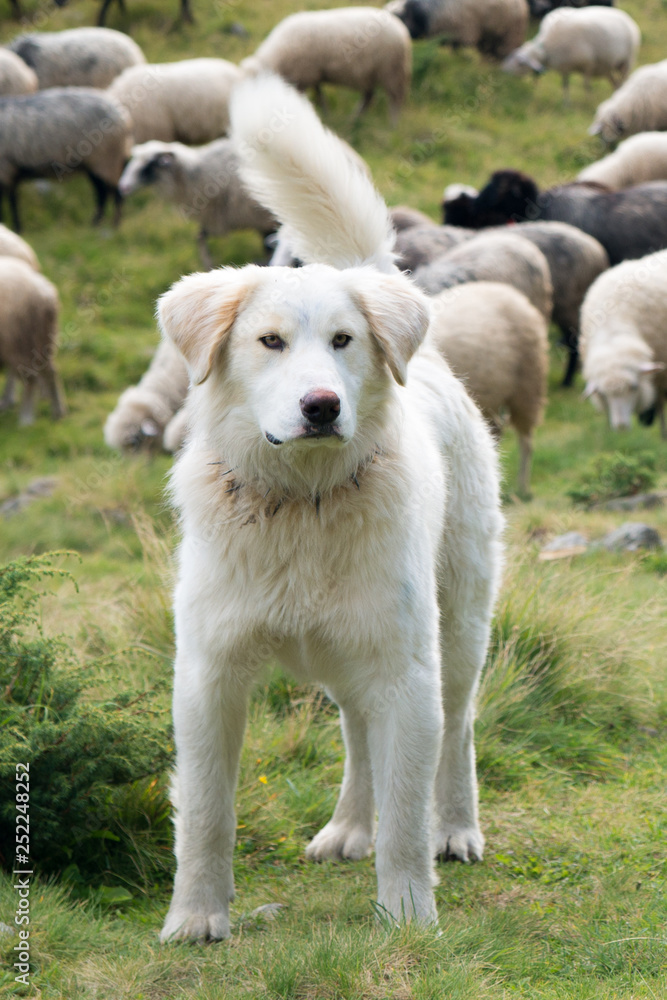 A shepherd dog in a tenderness moment with the sheep he guards A shepherd dog in a tenderness moment with the sheep he guards