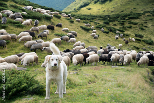 A shepherd dog in a tenderness moment with the sheep he guards