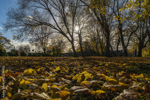 autumn leaves in the park