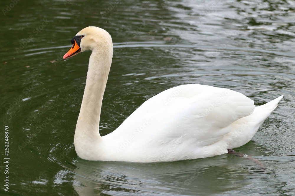 Fototapeta premium Swan on the lake