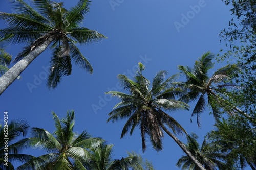 palm trees and sky