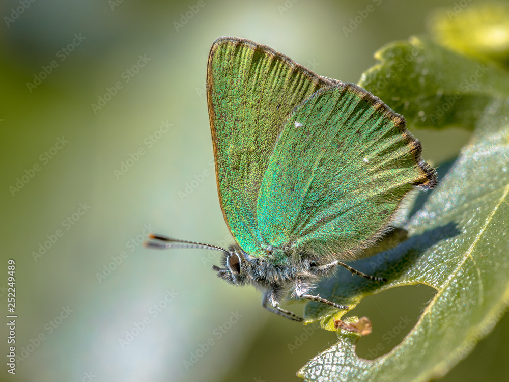 Obraz premium Green hairstreak butterfly