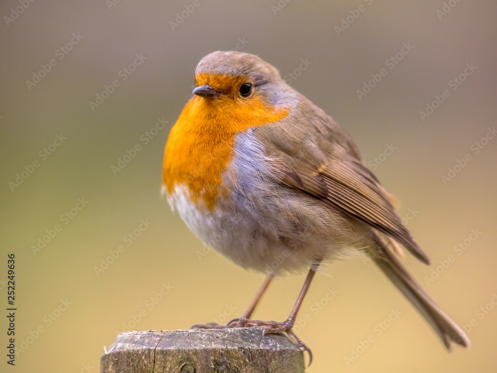 Red Robin on bright background