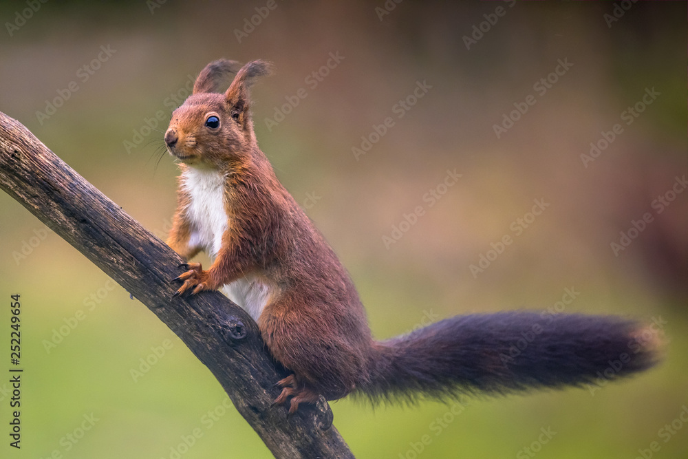 Red squirrel regardful on branch Red squirrel regardful on branch
