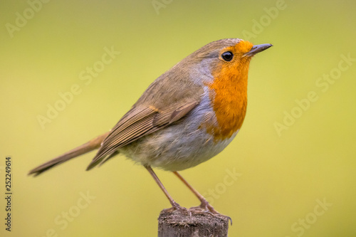 Red Robin on spring background