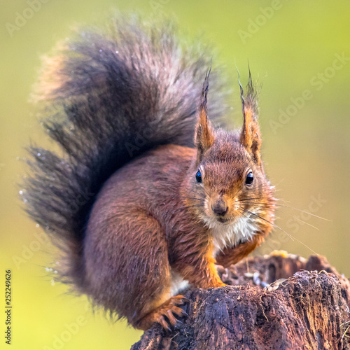 Tapety artystyczne Red squirrel alert on tree trunk