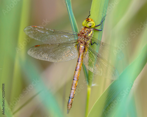 Green eyed hawker resting on reed background