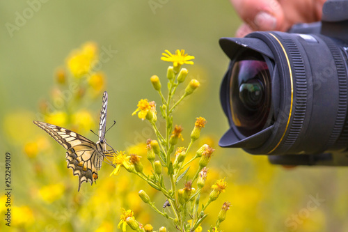 Photography Butterfly being photographed