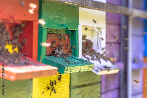 Bees flying to Colorful beehive
