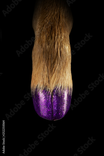 Deer with purple sparkly nail varnish on hoof photo