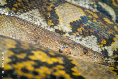 close up of curled up snake
