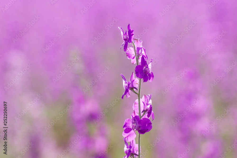 Obraz premium Conosolida ajacis purple flowers close up