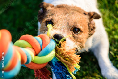 Dog pulls chewing colourful toy cotton rope photo