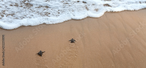 Canvas-taulu Baby turtles making it's way to the ocean