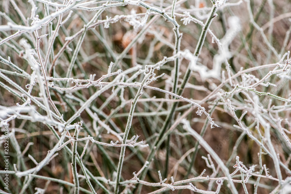 Fog on Wild Plants in Foggy Winter Fog on Wild Plants in Foggy Winter