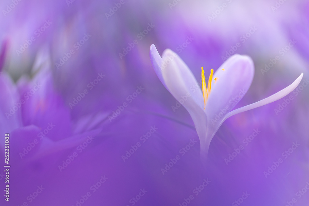 Frühlingsboten: violette Krokusse freigestellt im Blumenmeer Frühlingsboten: violette Krokusse freigestellt im Blumenmeer
