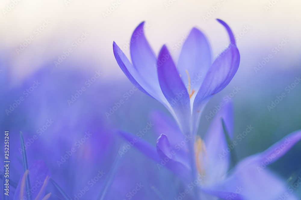 Frühlingsboten: violette Krokusse freigestellt im Blumenmeer Frühlingsboten: violette Krokusse freigestellt im Blumenmeer