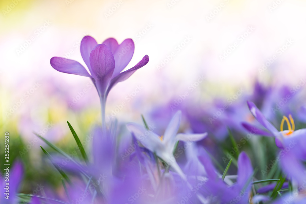 Frühlingsboten: violette Krokusse freigestellt im Blumenmeer Frühlingsboten: violette Krokusse freigestellt im Blumenmeer