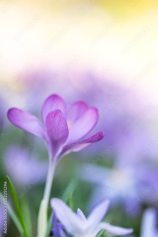 Frühlingsboten: violette Krokusse freigestellt im Blumenmeer Frühlingsboten: violette Krokusse freigestellt im Blumenmeer