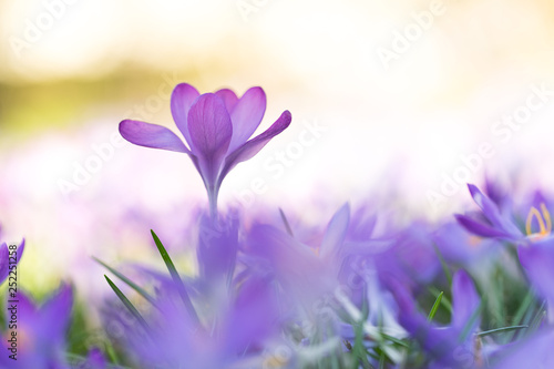 Frühlingsboten: violette Krokusse freigestellt im Blumenmeer