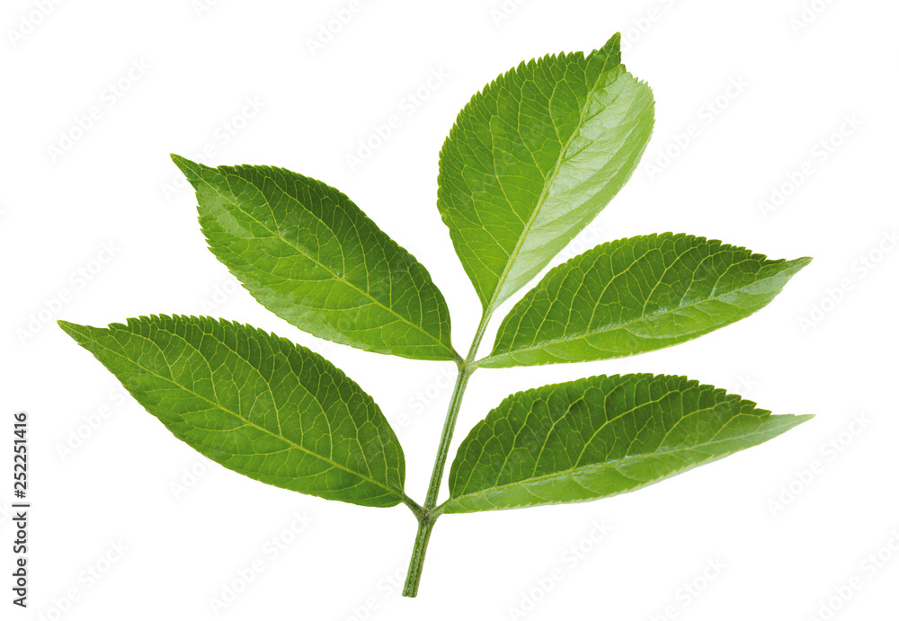 Obraz premium Holunderblätter am Strauch