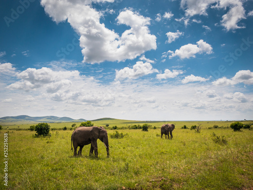 African elephants in Masai Mara park, Kenya